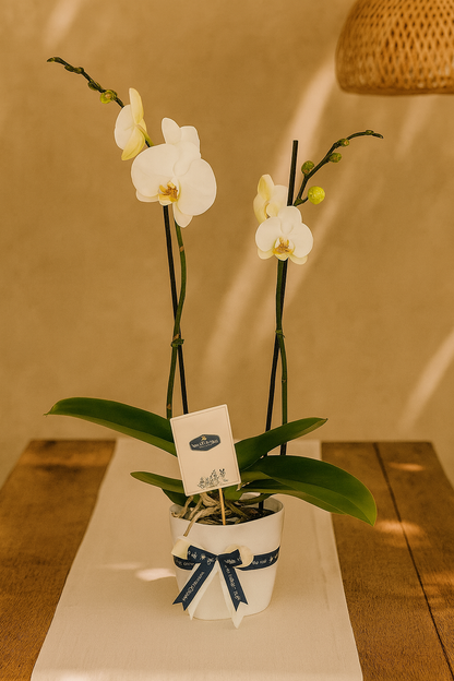 Orquídea Doble Vara con matera blanca plástica | Regalo