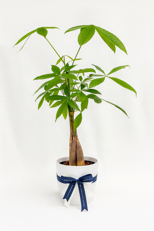 Pachira: Árbol de la Prosperidad con Matera Plástica | Regalo