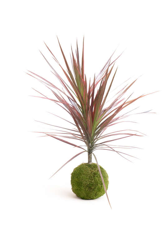 Koke – Arte Japonés de Kokedama en Bogotá