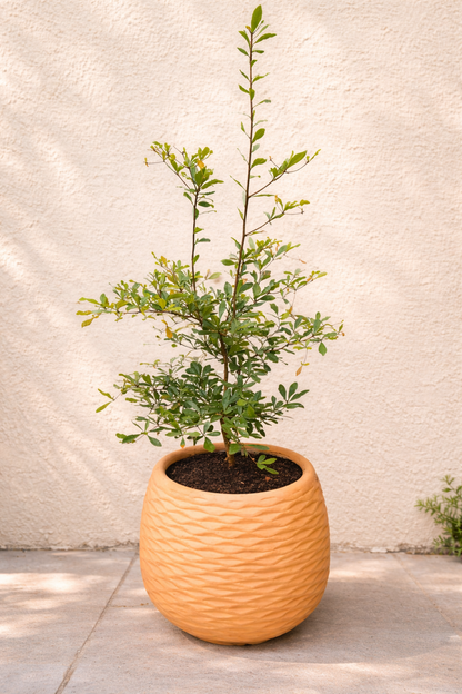 Árbol de Olivo- Vida que continúa