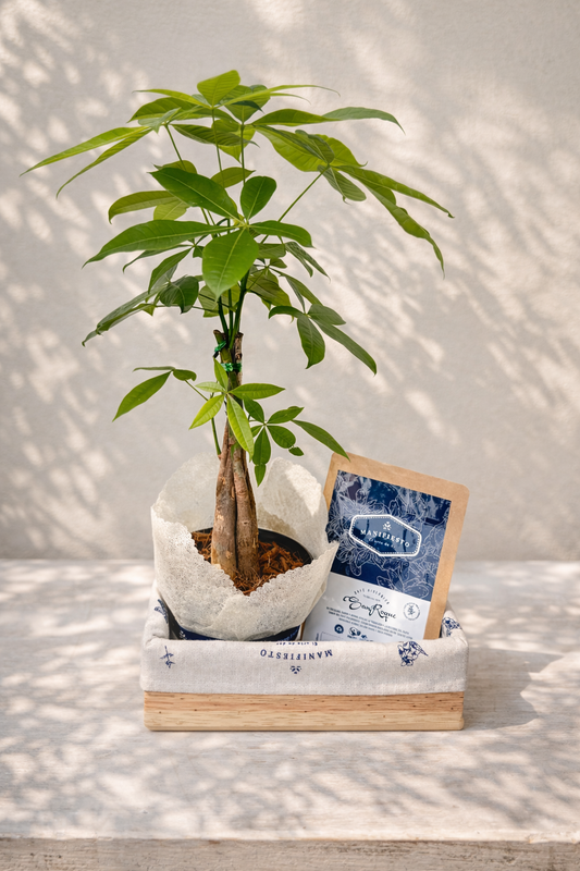 Pachira: Planta de la Prosperidad y Café Artesanal