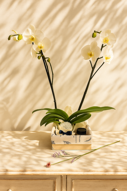 Orquídea con vela Bogotá  | Una luz para ti