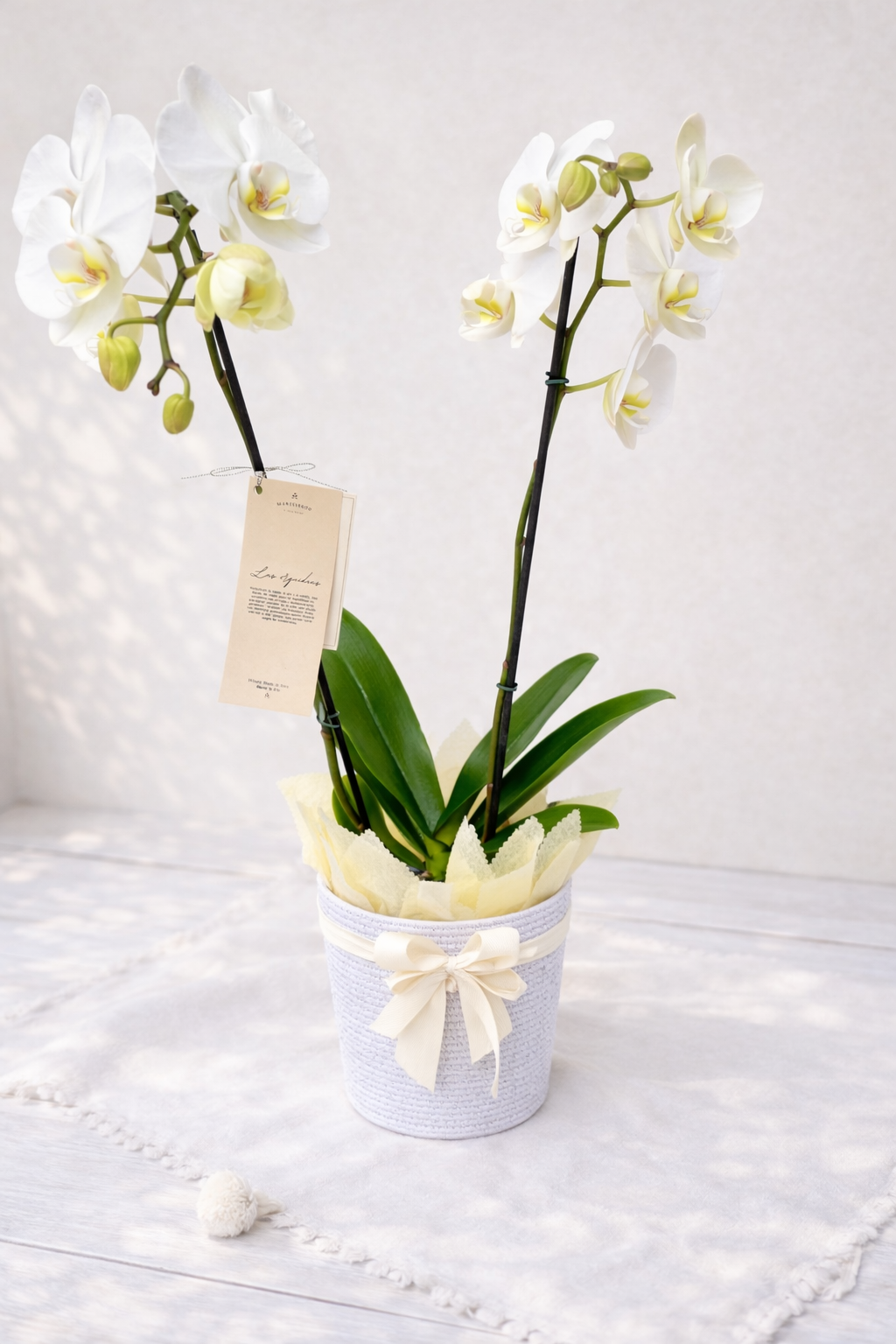 Orquídea Doble Vara con matera blanca plástica | Regalo Bogotá