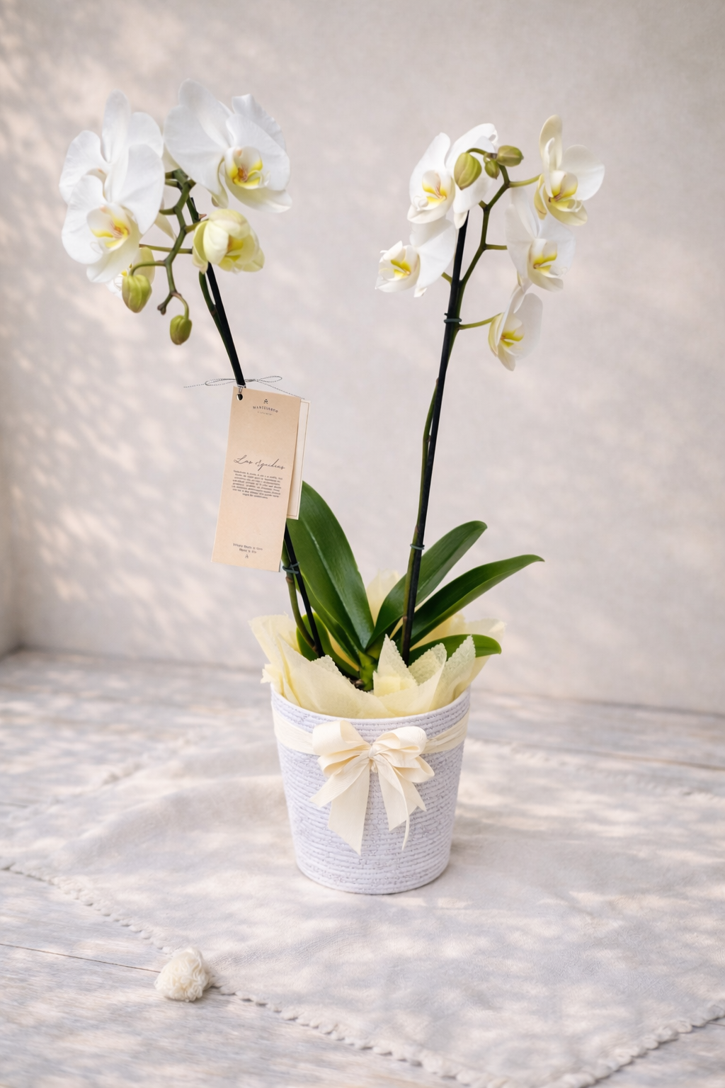 Orquídea Doble Vara con matera blanca plástica | Regalo