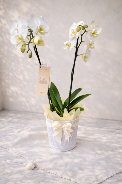 Orquídea Doble Vara con matera blanca plástica | Regalo