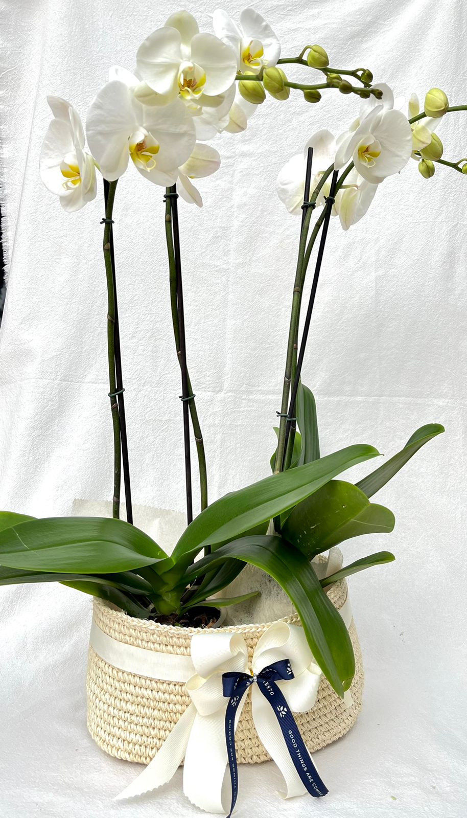 Dos Orquídeas con matera de fique | Regalo Especial 