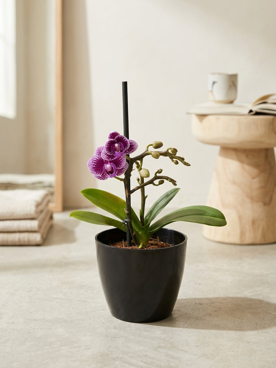 Mini orquídeas | Corporativo