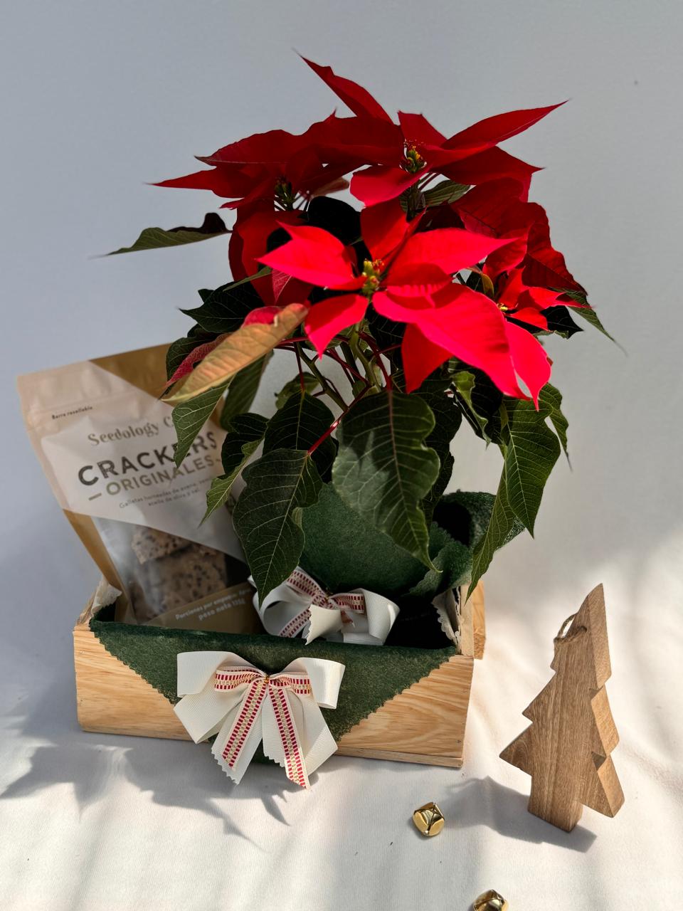 Poinsettia y brownies