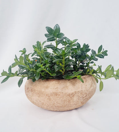 Planta en materitas rústica