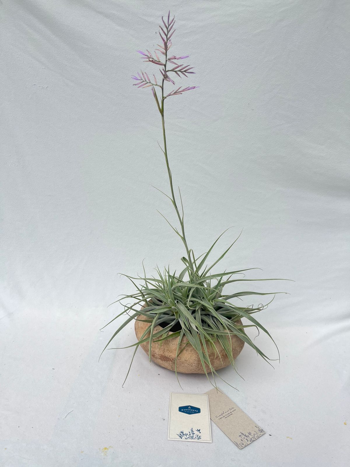 Tillandsia en Matera Rústica | Planta Aérea sin Sustrato