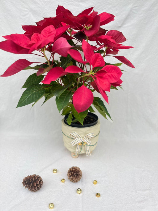 Planta de Navidad o Poinsettia con materas