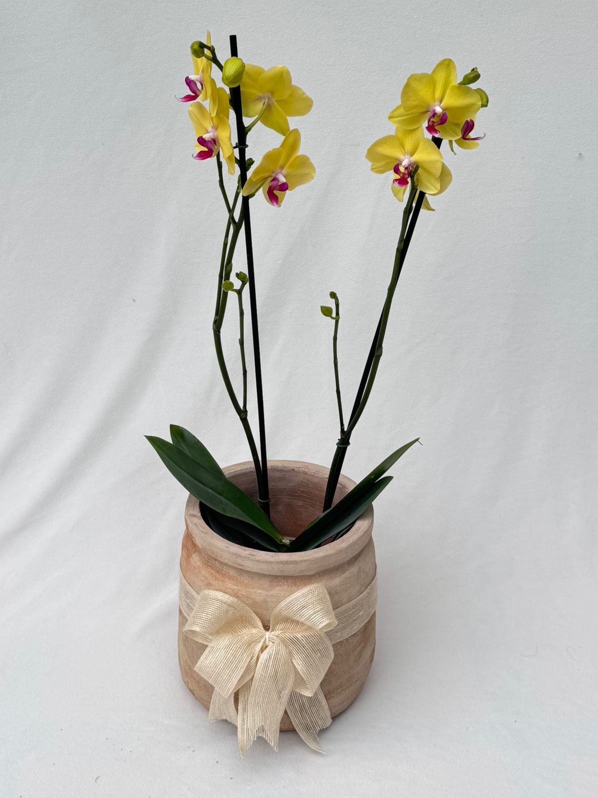 Orquídea phalenopsis con matera de rústica | Regalo Especial