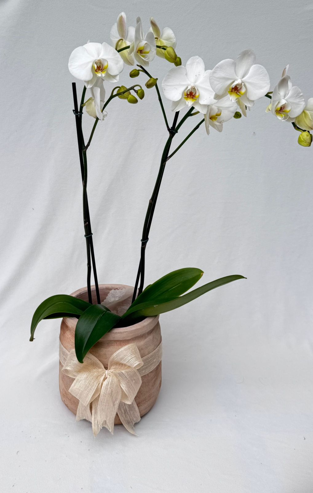 Orquídea phalenopsis con matera de rústica | Regalo Especial