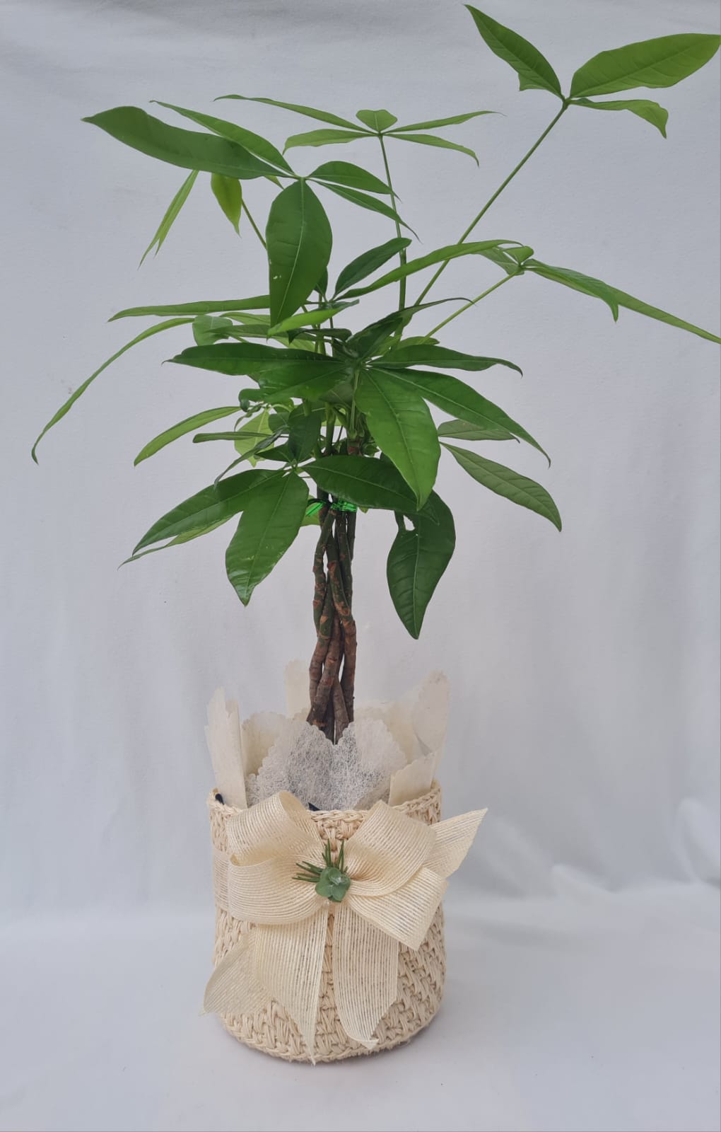 Pachira: Árbol de la Prosperidad con Matera de fique |regalo con símbolo