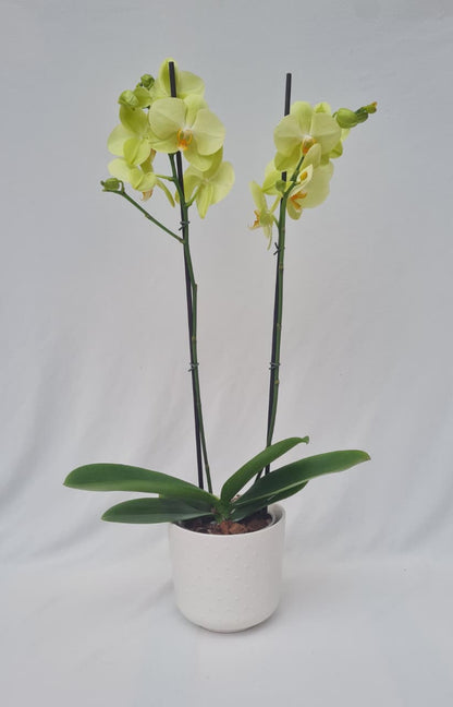 Orquídea Doble Vara con matera de cerámica blanca con punticos