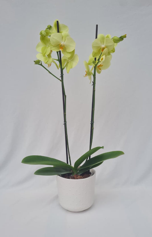 Orquídea Doble Vara con matera de cerámica blanca con punticos