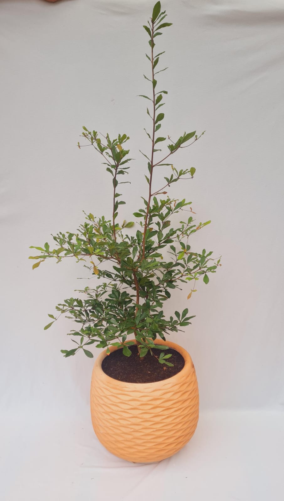 Árbol de Olivo- Vida que continúa