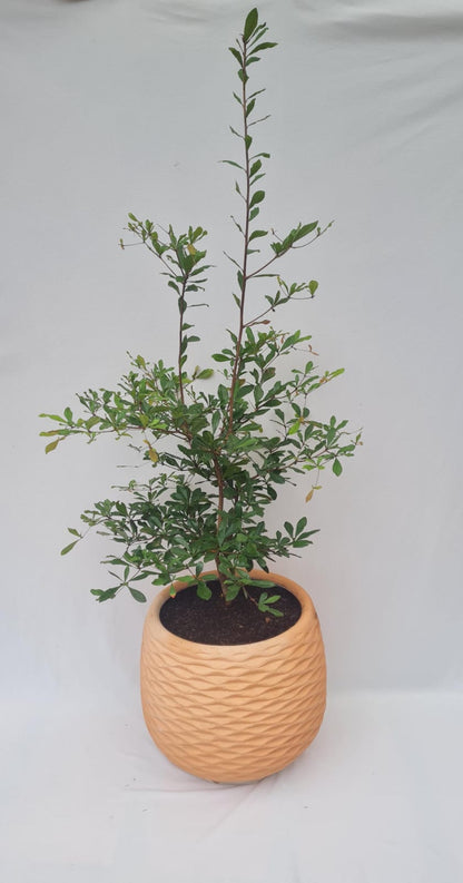 Árbol de Olivo- Vida que continúa