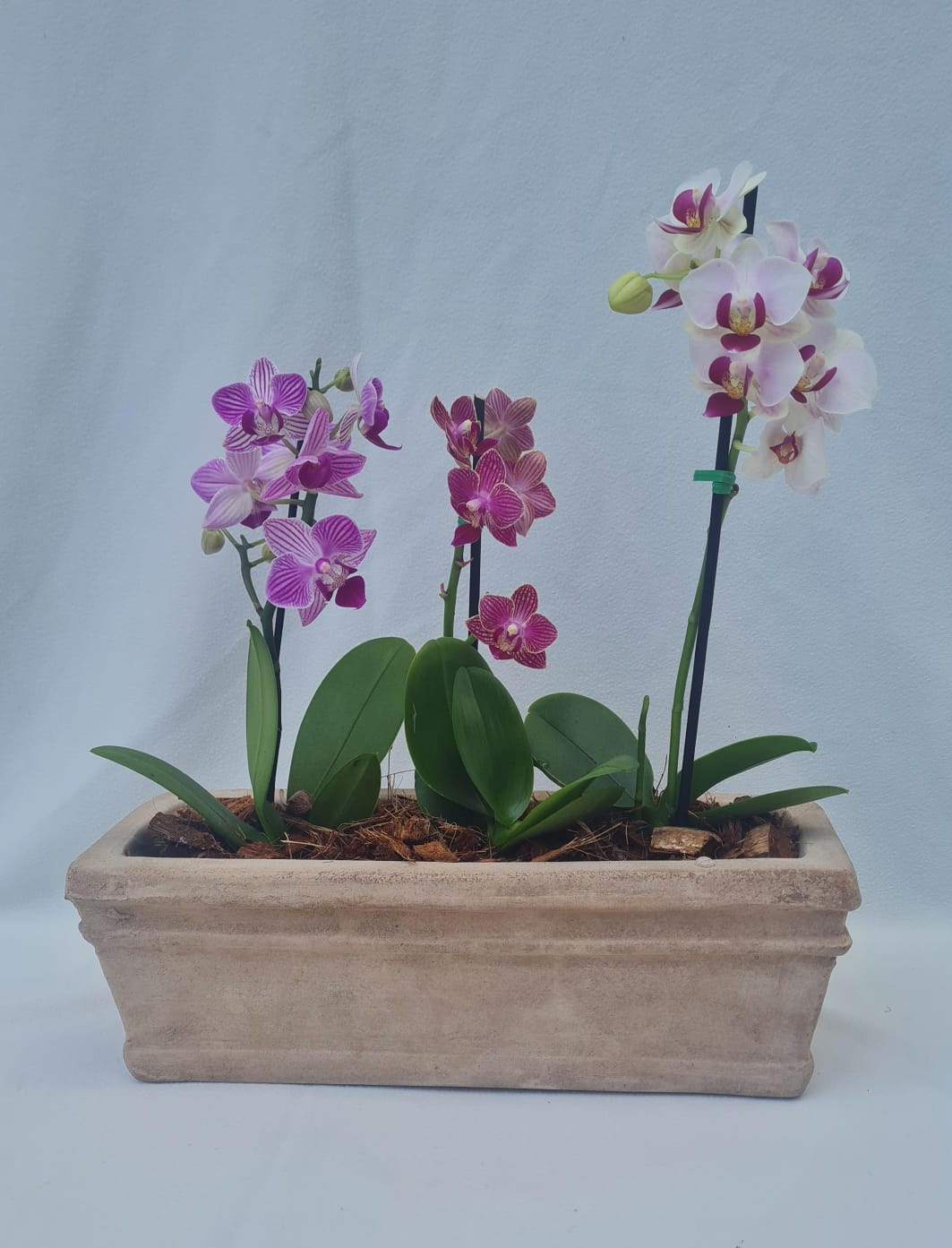 3 Mini orquideas en matero rústico