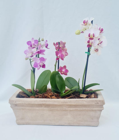 3 Mini orquideas en matero rústico