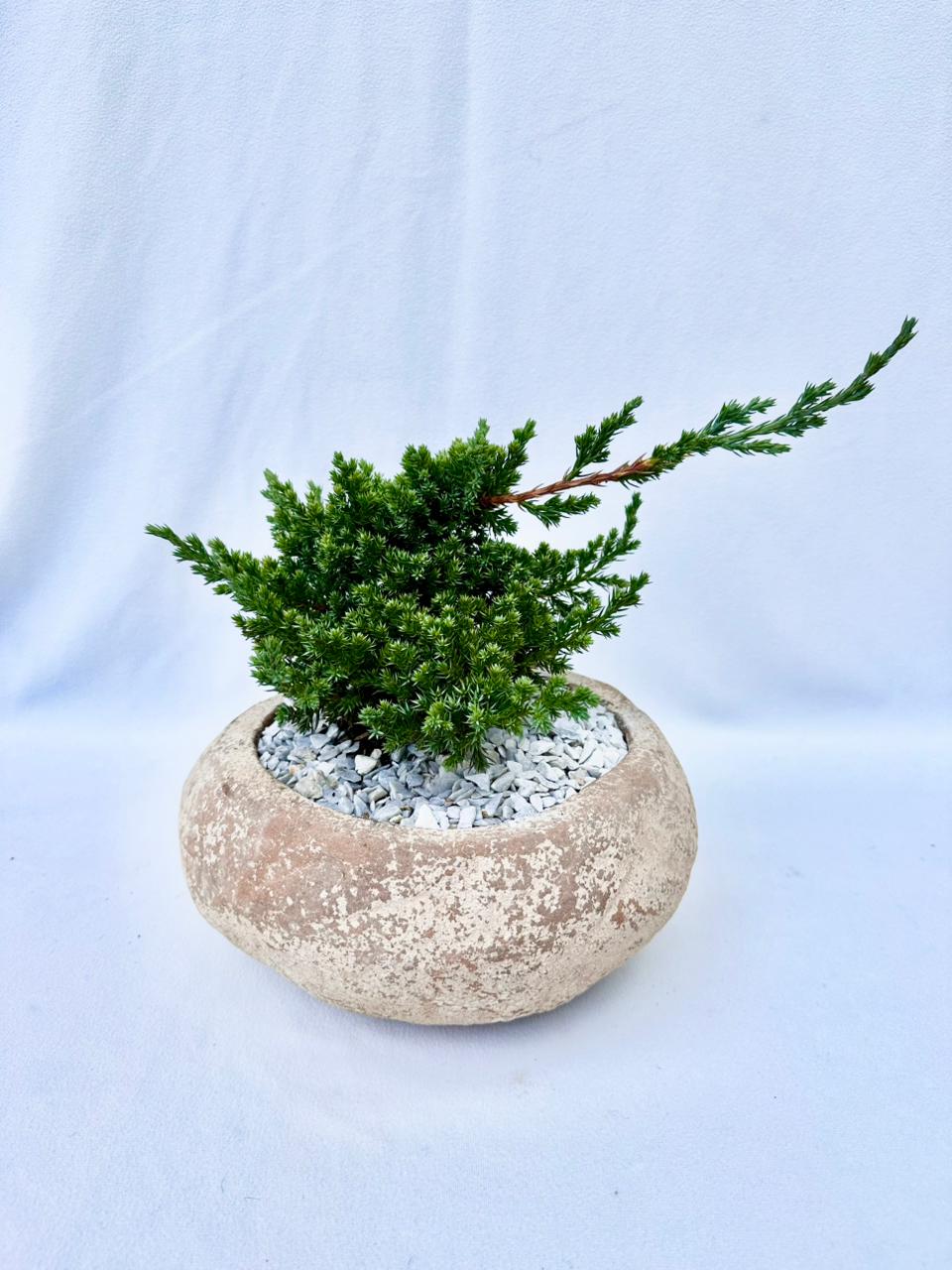 Bonsai pino matera rústica mediana