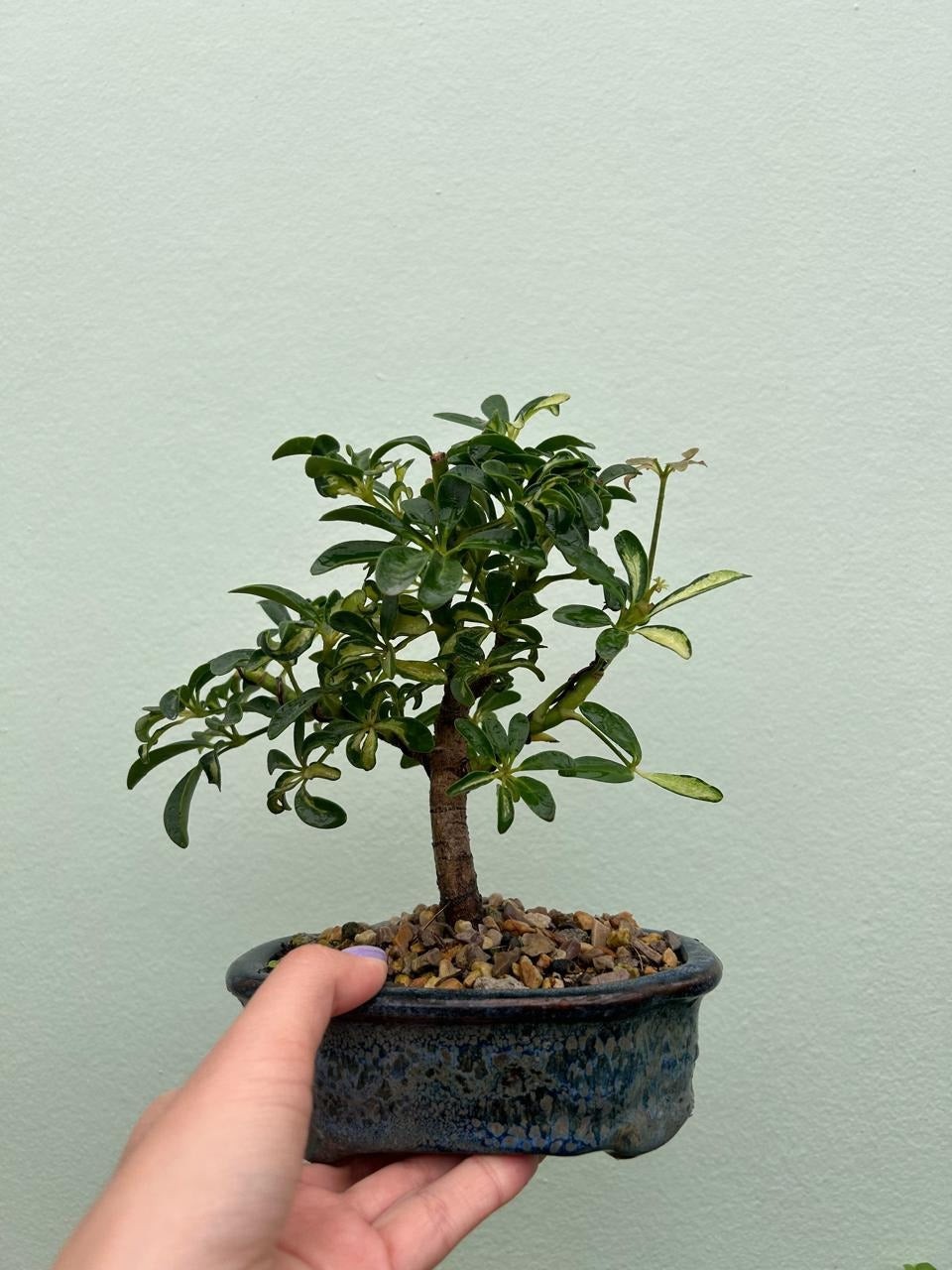 Bonsai corporativo Bogotá