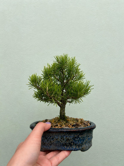 Bonsai corporativo Bogotá