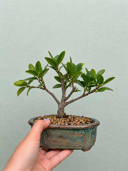 Bonsai corporativo Bogotá