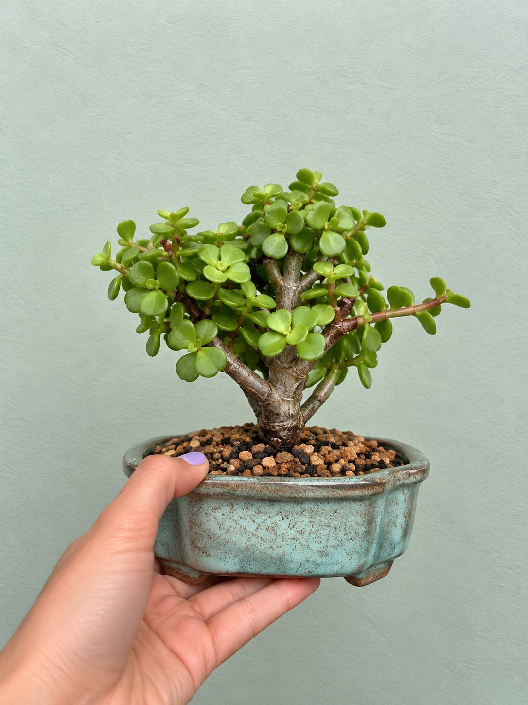 Bonsai corporativo Bogotá