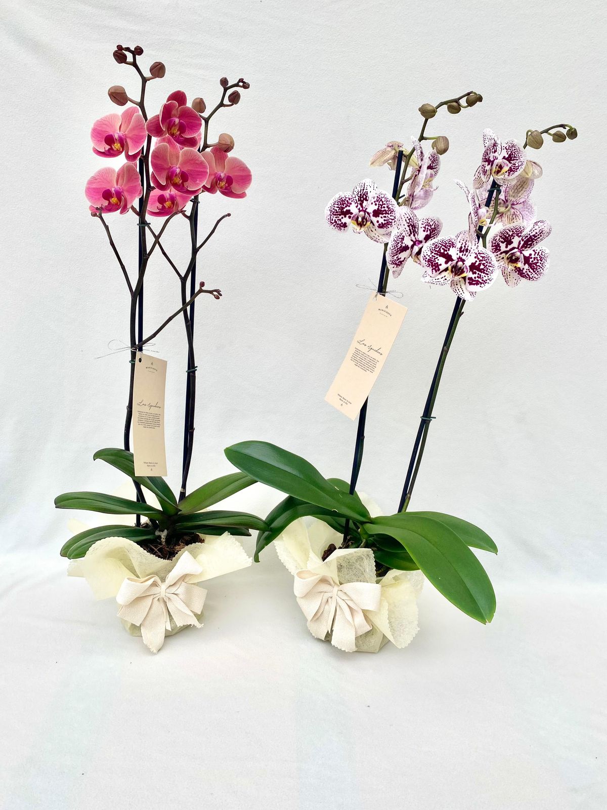 Orquídea Phalaenopsis Large Doble Vara empacada