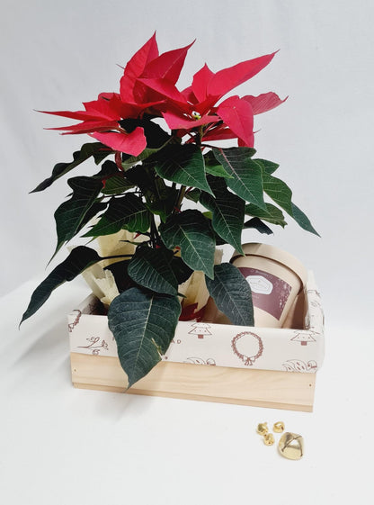 Poinsettia y brownies