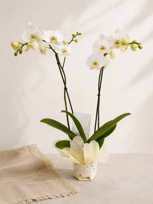 Orquídea doble vara con bono de donación| Condolencias