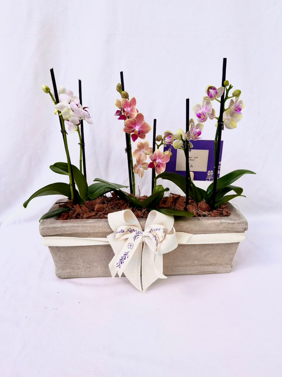 3 Mini orquideas en matero rústico