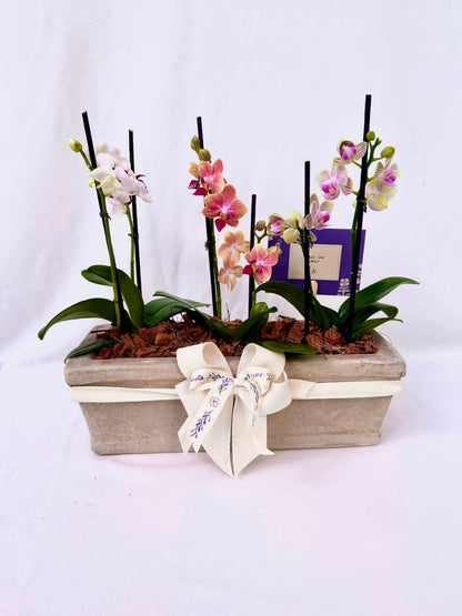 3 Mini orquideas en matero rústico