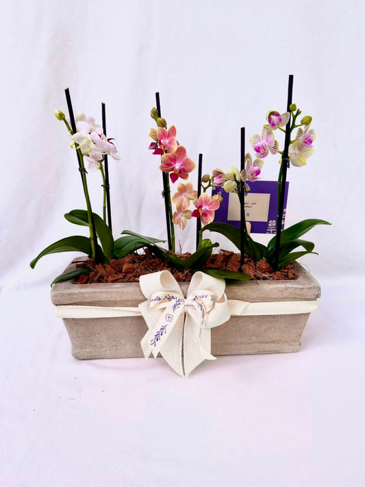 3 Mini orquideas en matero rústico