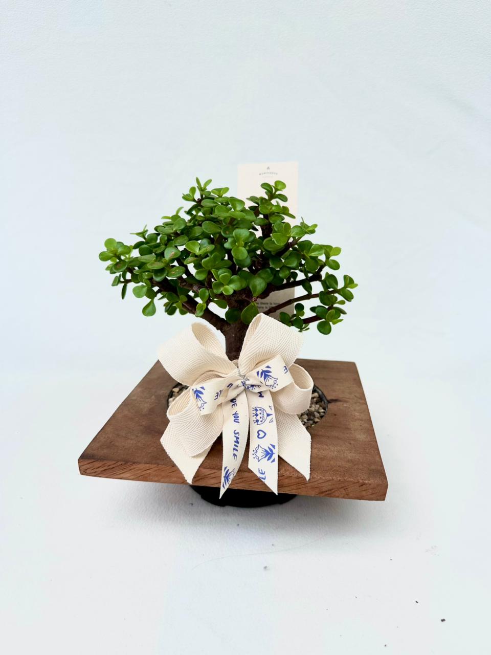 Jade en base madera| Planta de la prosperidad