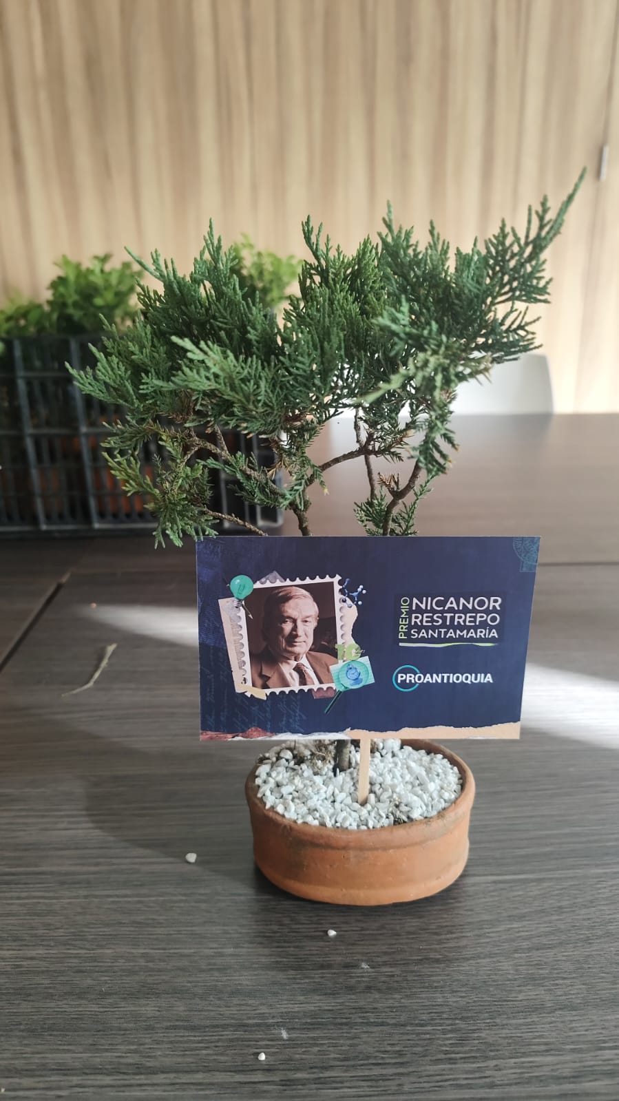 Bonsai Pequeño corporativo