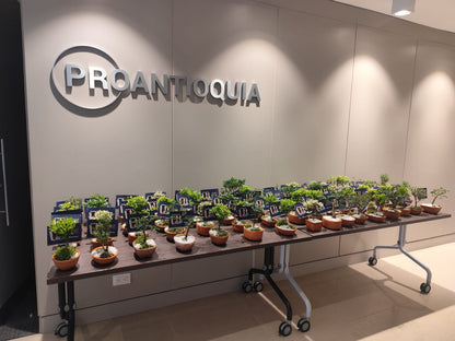 Bonsai Pequeño corporativo