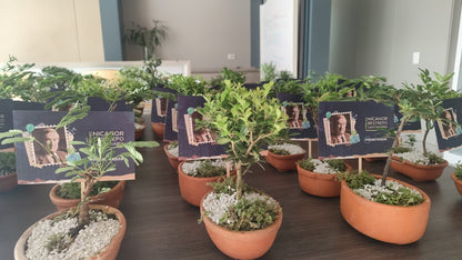 Bonsai Pequeño corporativo