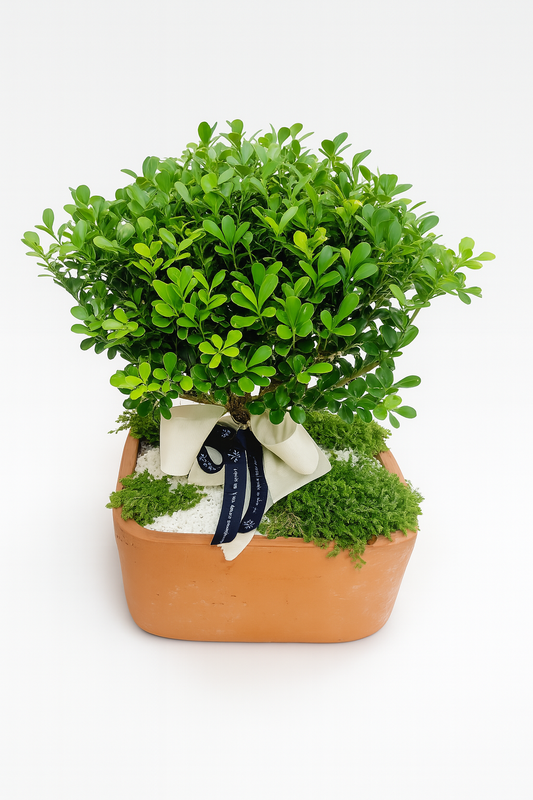 Bonsai tradicional