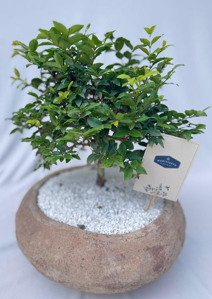 Bonsai en base rústica