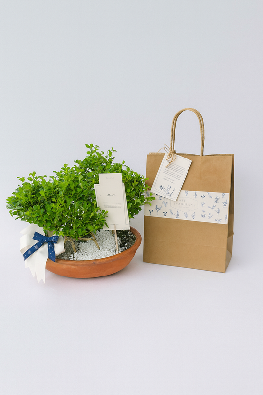 Bonsai y complemento
