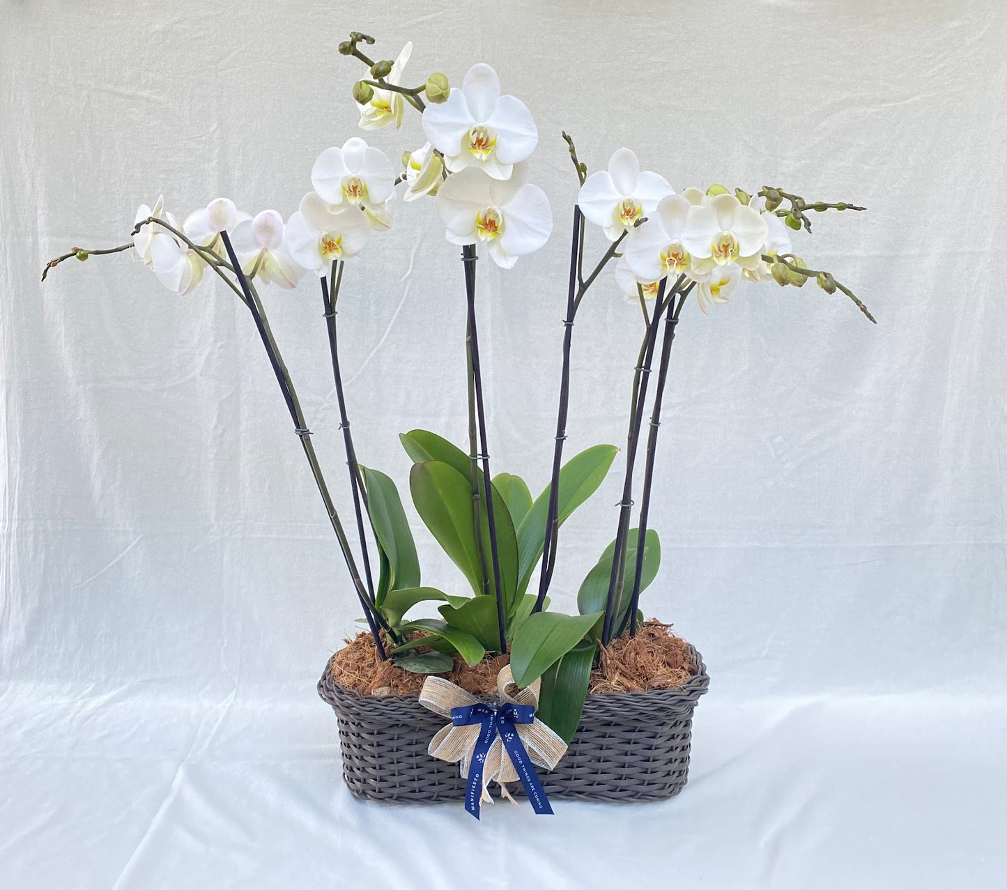 Arreglo de tres orquídeas phalenopsis doble vara |Regalo especial