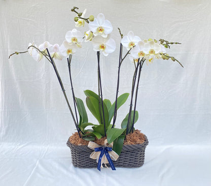 Arreglo de tres orquídeas phalenopsis doble vara |Regalo especial