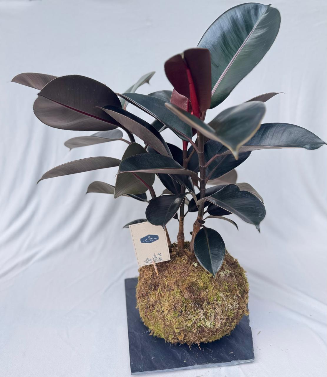 Koke – Arte Japonés de Kokedama en Base de Piedra