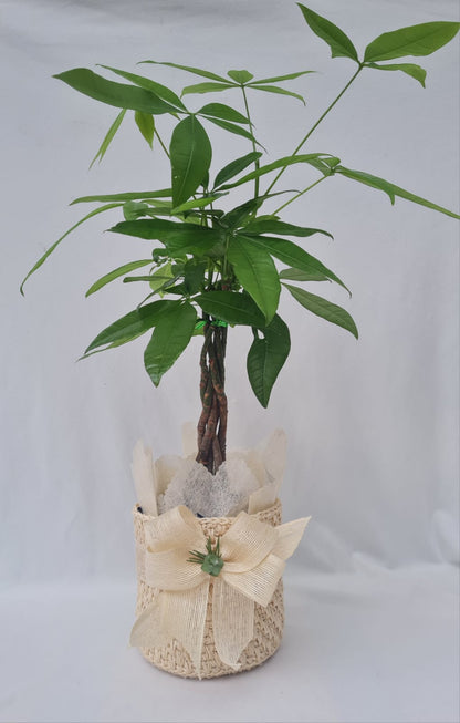 planta de la prosperidad