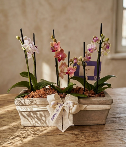 3 Mini orquideas en matero rústico