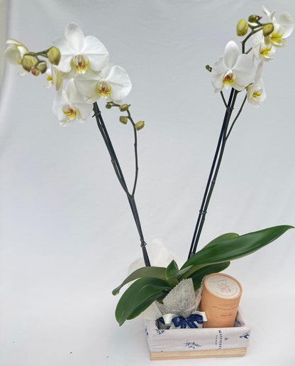 orquidea con tubo de te  en hojas