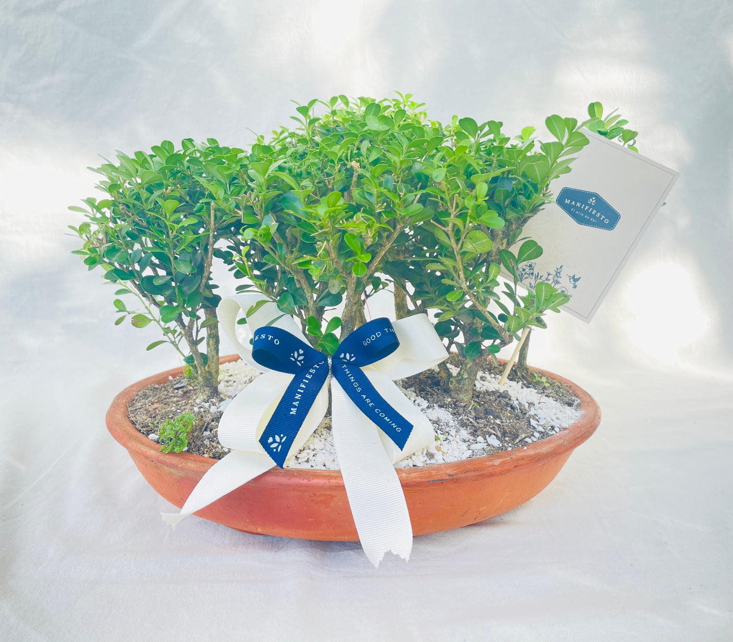 Bonsai