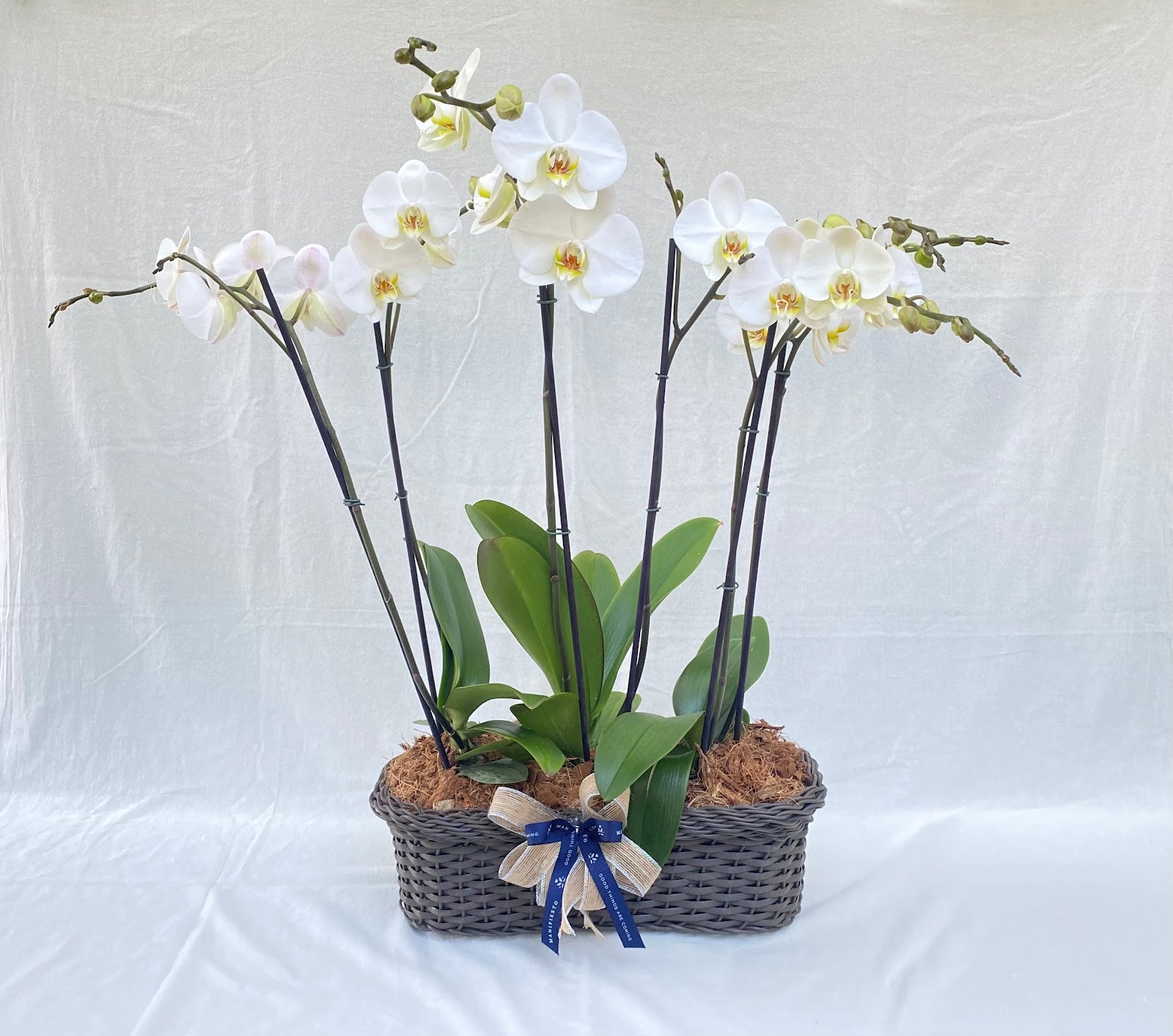 canasta con tres orquideas doble vara